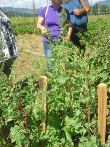 Semenice rdeče pese